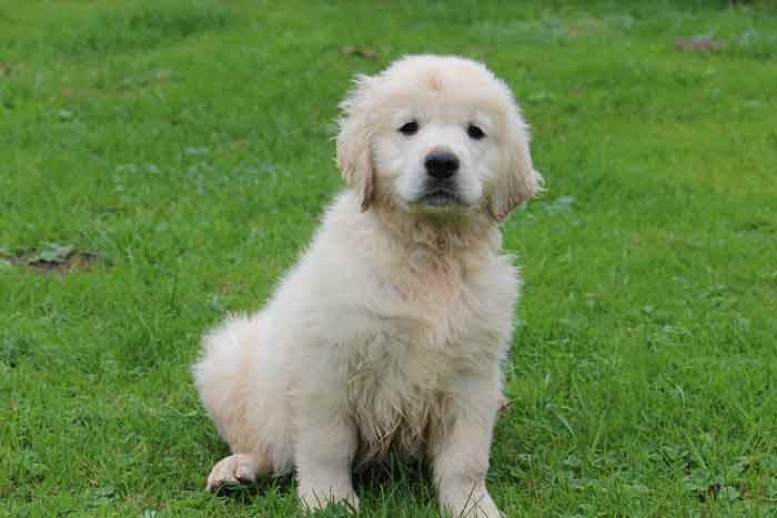Index of /golden-retriever/BB de ItsYou et Leo Index of /golden-retriever/BB de ItsYou et Leo
